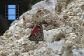 Scene 21_Diaethria marchalii feeding on rock salt